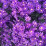 Aster amellus Floro