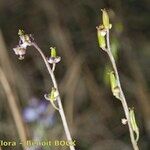 Triglochin laxiflora Habitus