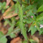 Lactuca muralis Leaf