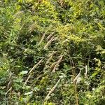 Bromus ramosus Ovoce