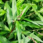 Polygonum persicariaКвітка