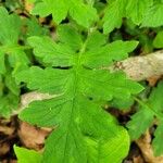Hydrophyllum virginianum Hoja