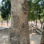 Bauhinia tomentosa Bark