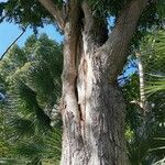 Syzygium floribundum Corteza