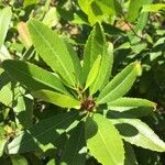 Noltea africana Leaf