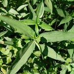 Rhopalephora scaberrima Leaf