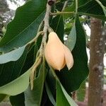 Magnolia champaca Cvet