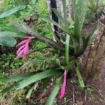 Billbergia buchholtzii