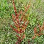 Rumex crispusFlor