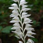 Cephalanthera austiniae Flower