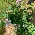 Rubus scaber Blad