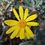 Euryops pectinatus Floro