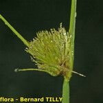 Carex bohemica Плід