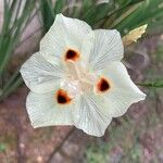 Dietes bicolor Flower