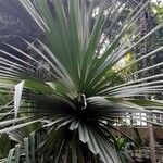 Pandanus utilis Habitus