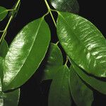 Myrcia amazonica Leaf