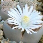 Lithops villetii Flower