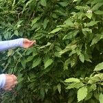Catalpa longissimaΦρούτο
