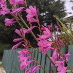 Watsonia borbonica Blüte