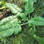 Betonica officinalis Leaf