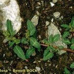 Oxybasis glauca অন্যান্য