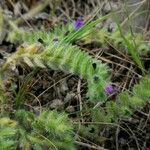 Echium arenarium Virág