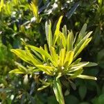 Pittosporum tobiraLeaf