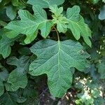 Hydrangea quercifolia Leaf