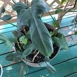 Philodendron hastatum Hoja