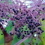 Aralia elata Frutto