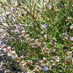 Limonium carolinianum Celota