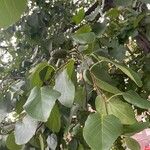 Alnus cordata Fuelha