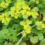 Chrysosplenium alternifolium Blüte