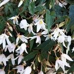 Begonia boliviensis Квітка