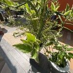 Euphorbia tithymaloides Leaf