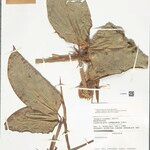 Ischnosiphon puberulus Hoja