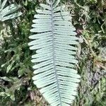Pecluma filicula Frunză