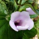 Gloxinia perennis Flower