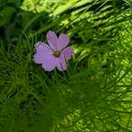 Cosmos parviflorus Квітка