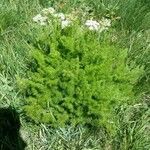 Meum athamanticum Flower
