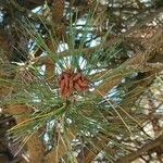 Pinus nigraFeuille