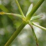 Galium elongatum Кора