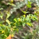 Euphorbia lagascae Õis