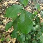 Ficus natalensis ഇല