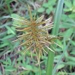 Cyperus odoratus Blomst