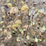 Dittrichia graveolens Fruit