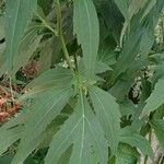 Rudbeckia laciniata Leaf