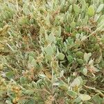 Atriplex portulacoides List