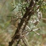 Artemisia chamaemelifolia Fruit