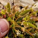 Cleome droserifolia Fruit